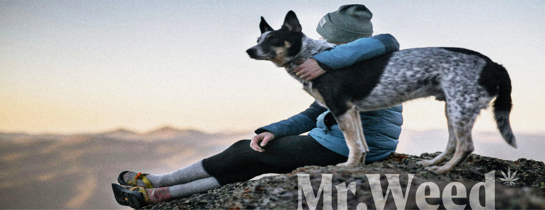 CBD para Mascotas: ¿Es Seguro y Cómo Funciona?